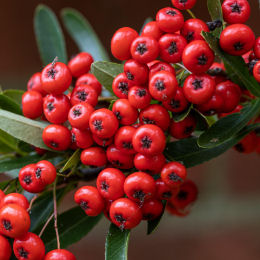 Pyracantha Saphyr